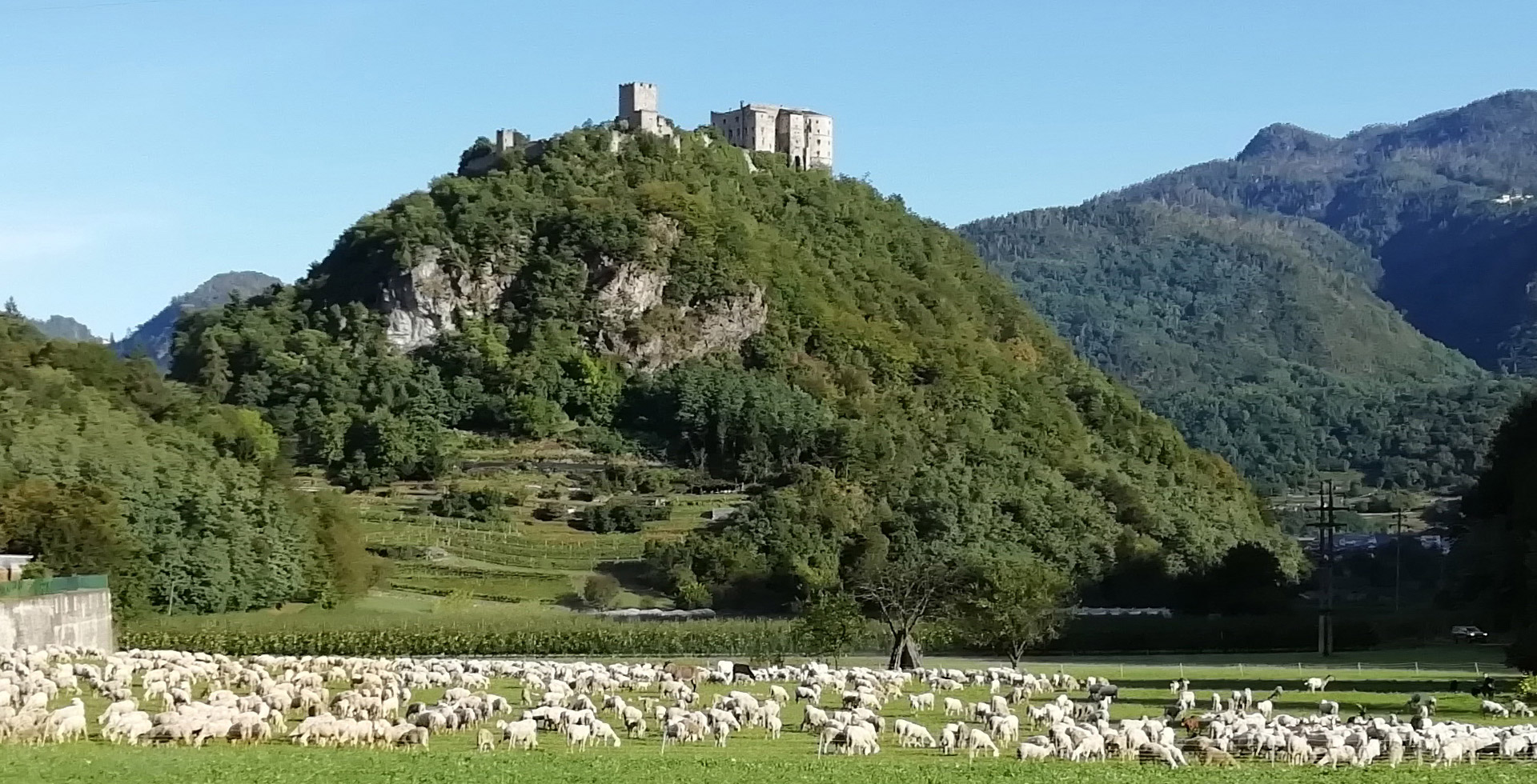 Castello-con-pecore-1--24-settembre-2019-2